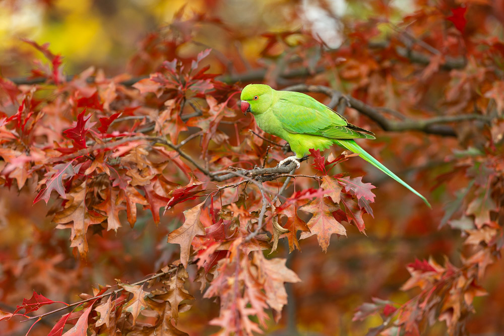 Invasion of the Exotic; the Ring-necked Parakeet