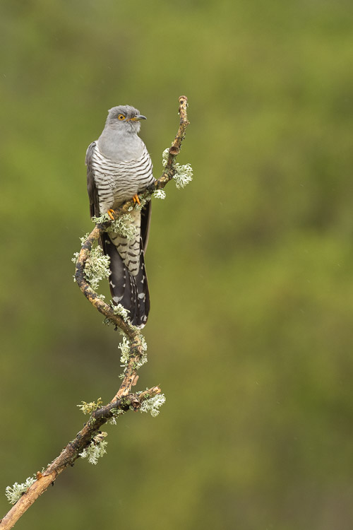 Cuckoo Portrait