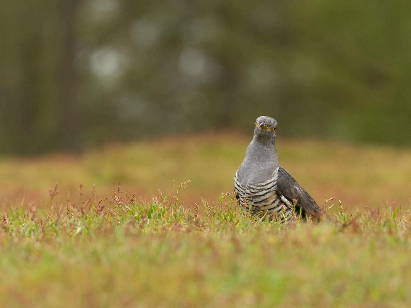 Cuckoo On Ground