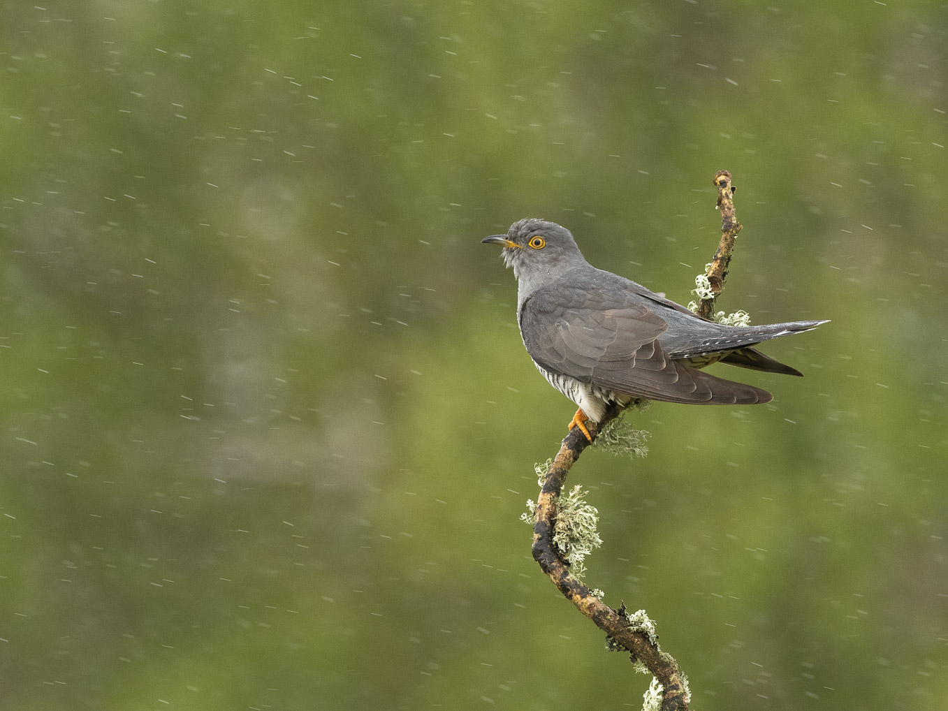 Cuckoo-Rain