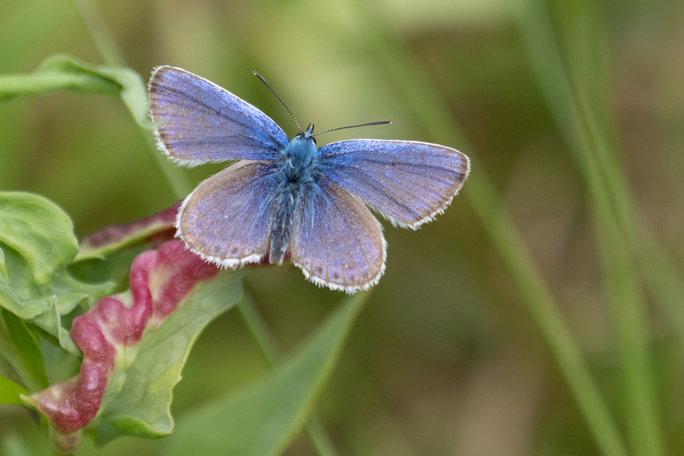 Silver-Studded-Blue-Upper-Wings