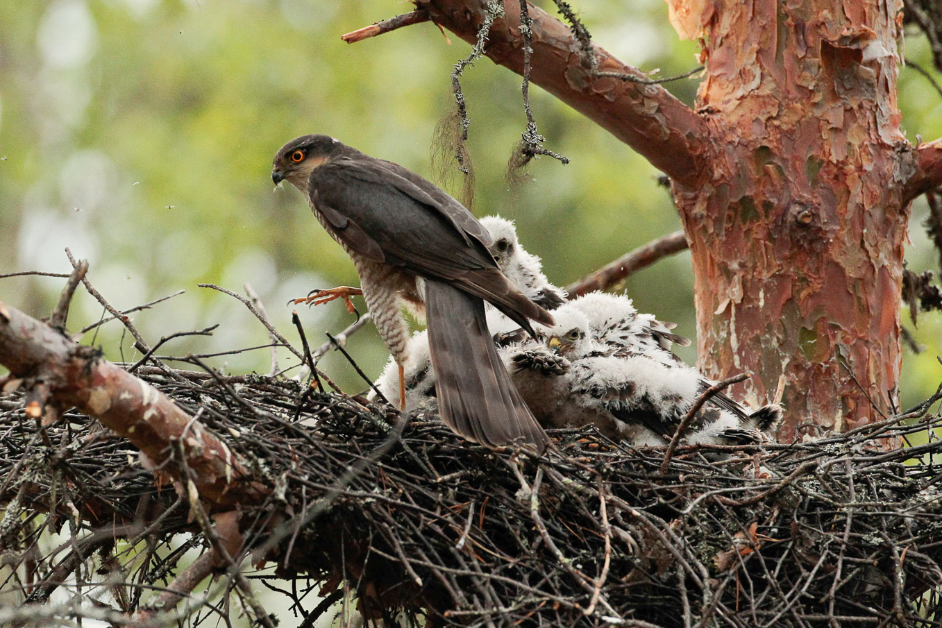 Sparrowhawk At Nest Article