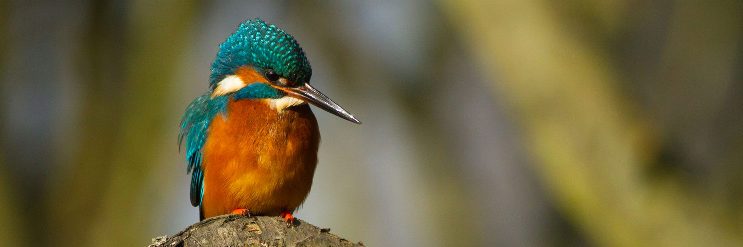 ALL ABOUT KINGFISHERS AND HOW TO SEE THEM