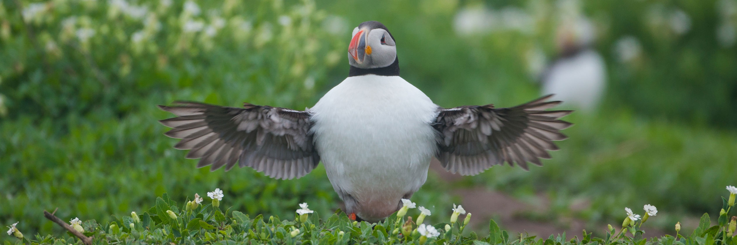 HOW AND WHERE TO SEE PUFFINS IN THE UK