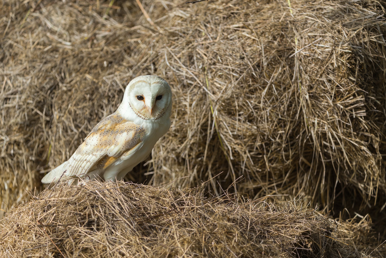 Barn Owl on Haystack