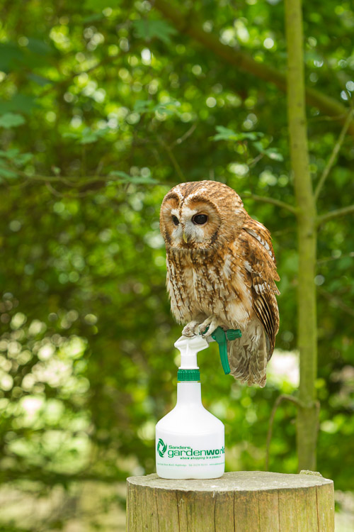 Tawny Owl SI11468 1