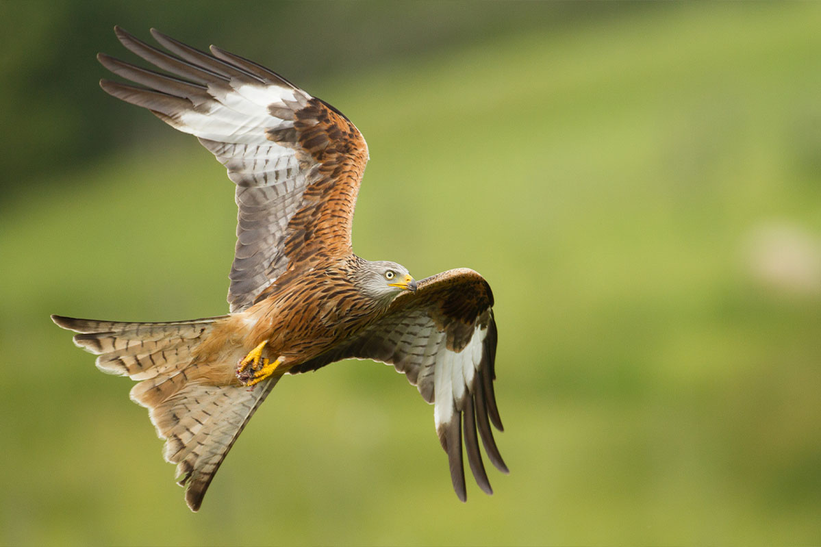 GIGRIN FARM, THE BEST PLACE TO SEE RED KITES?