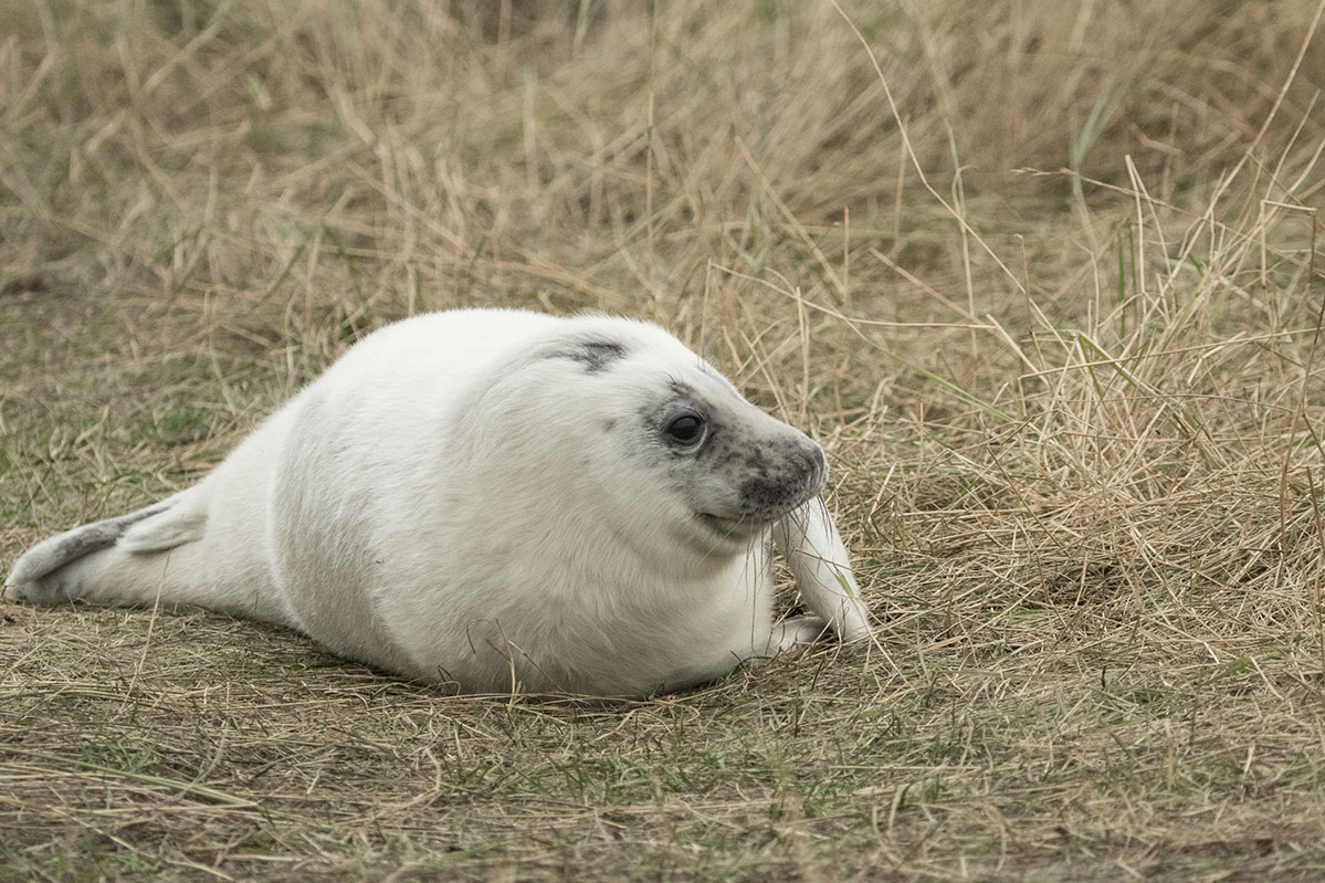 The grey seals of Donna Nook, Lincolnshire
