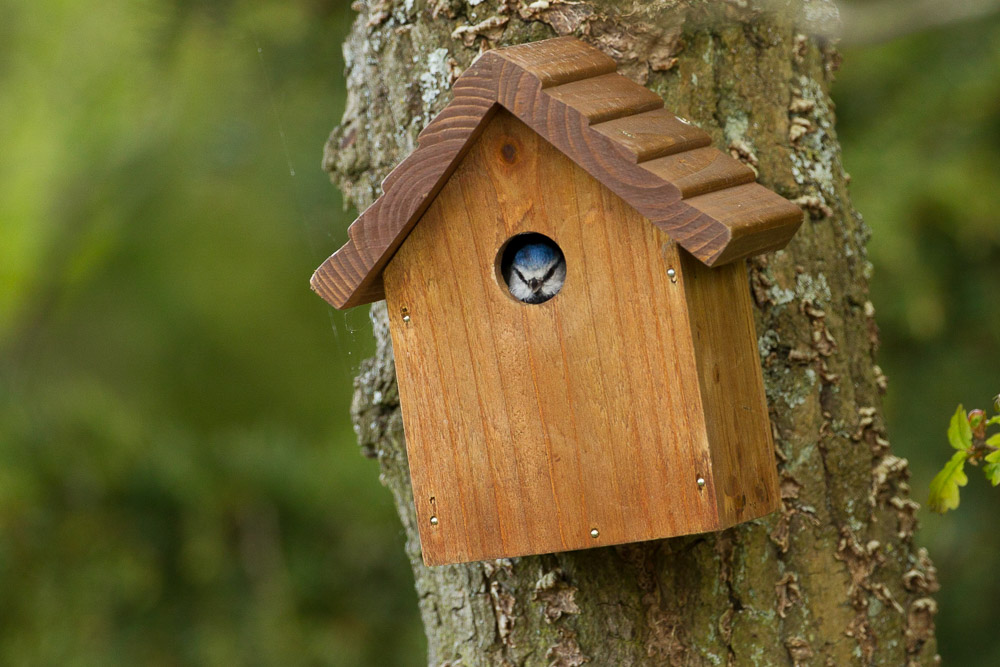 How to choose and position nest boxes for garden birds