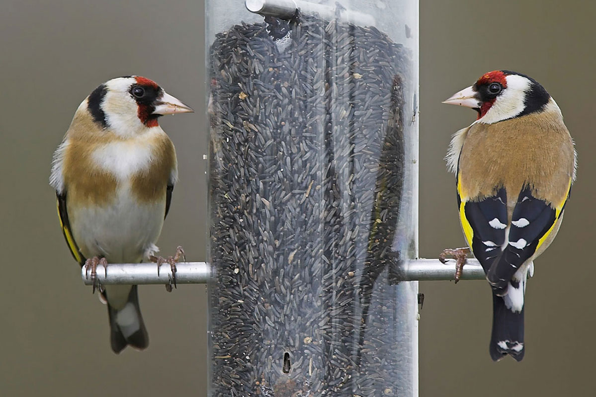 In the mix, what are the best seeds for wild birds?