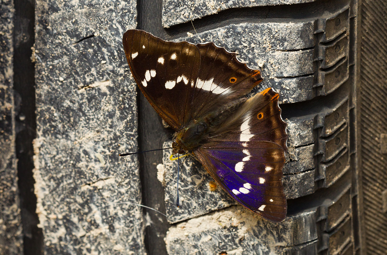 Butterflies01