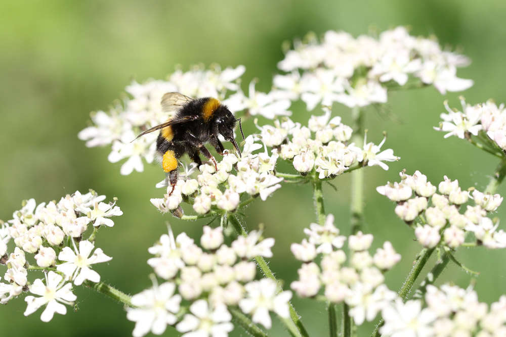 A photo guide to common bumblebees