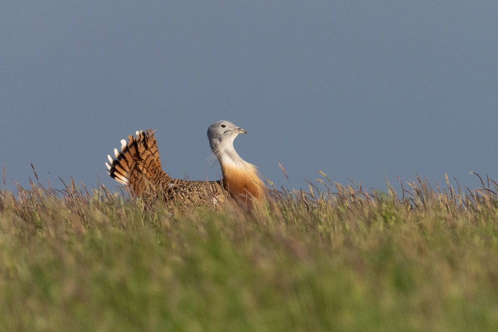 Great bustards on Salisbury Plain