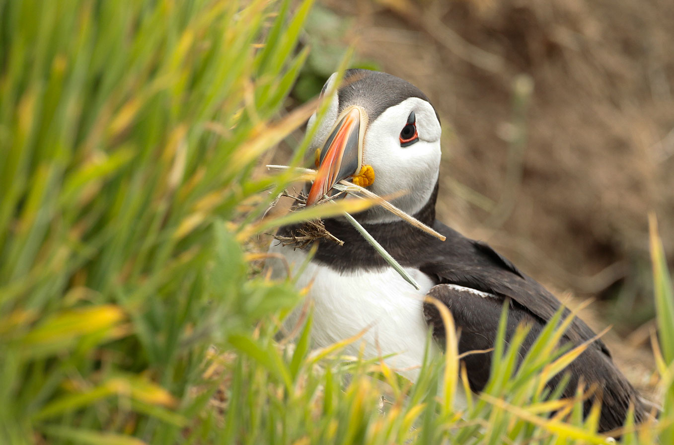 We Went Inside a Puffin Burrow I Cute Puffling Bird Underground