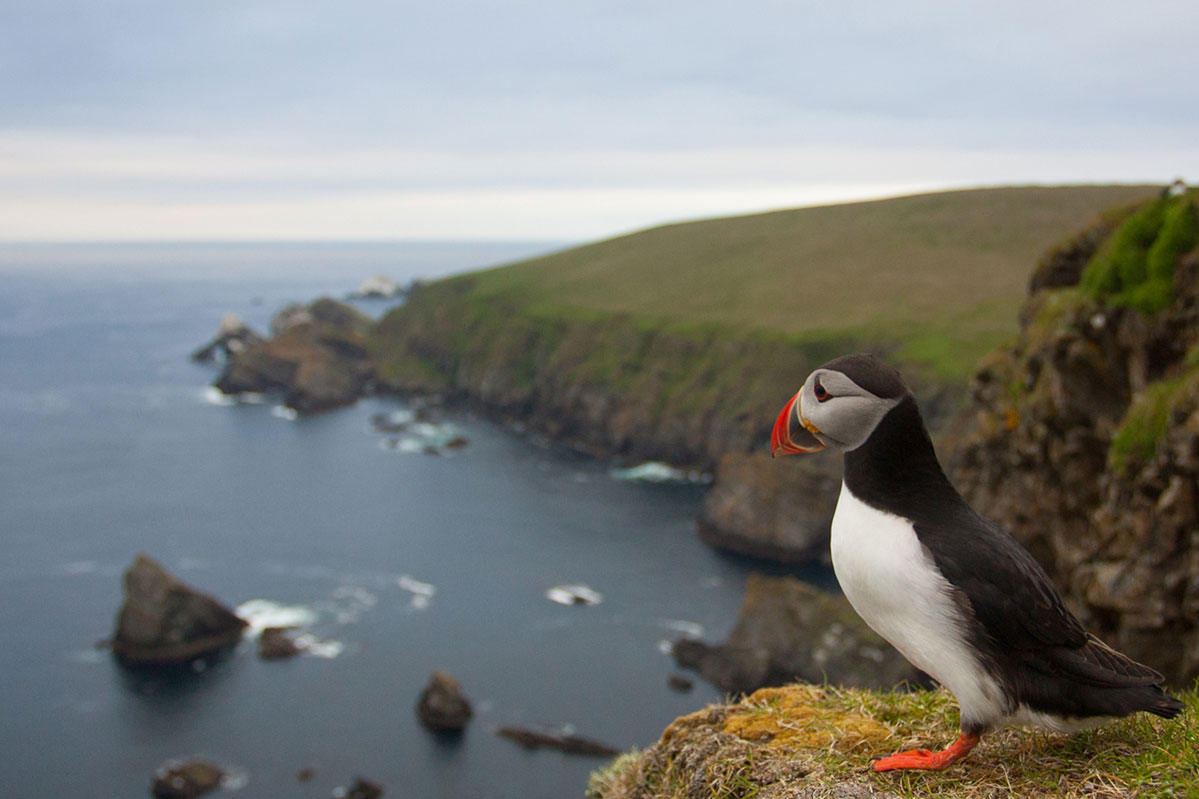 How and where to see puffins in the UK