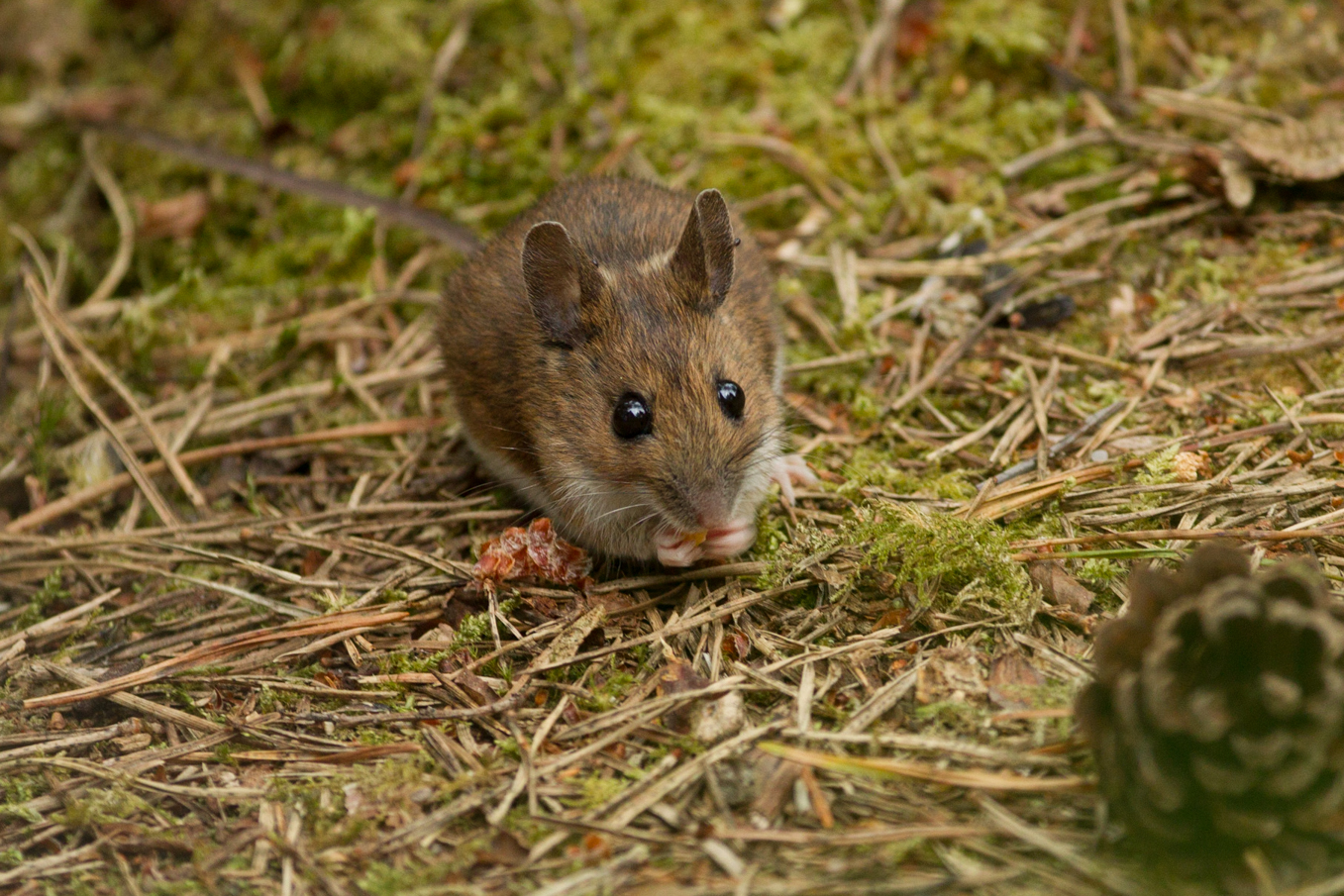 Wood Mouse 2