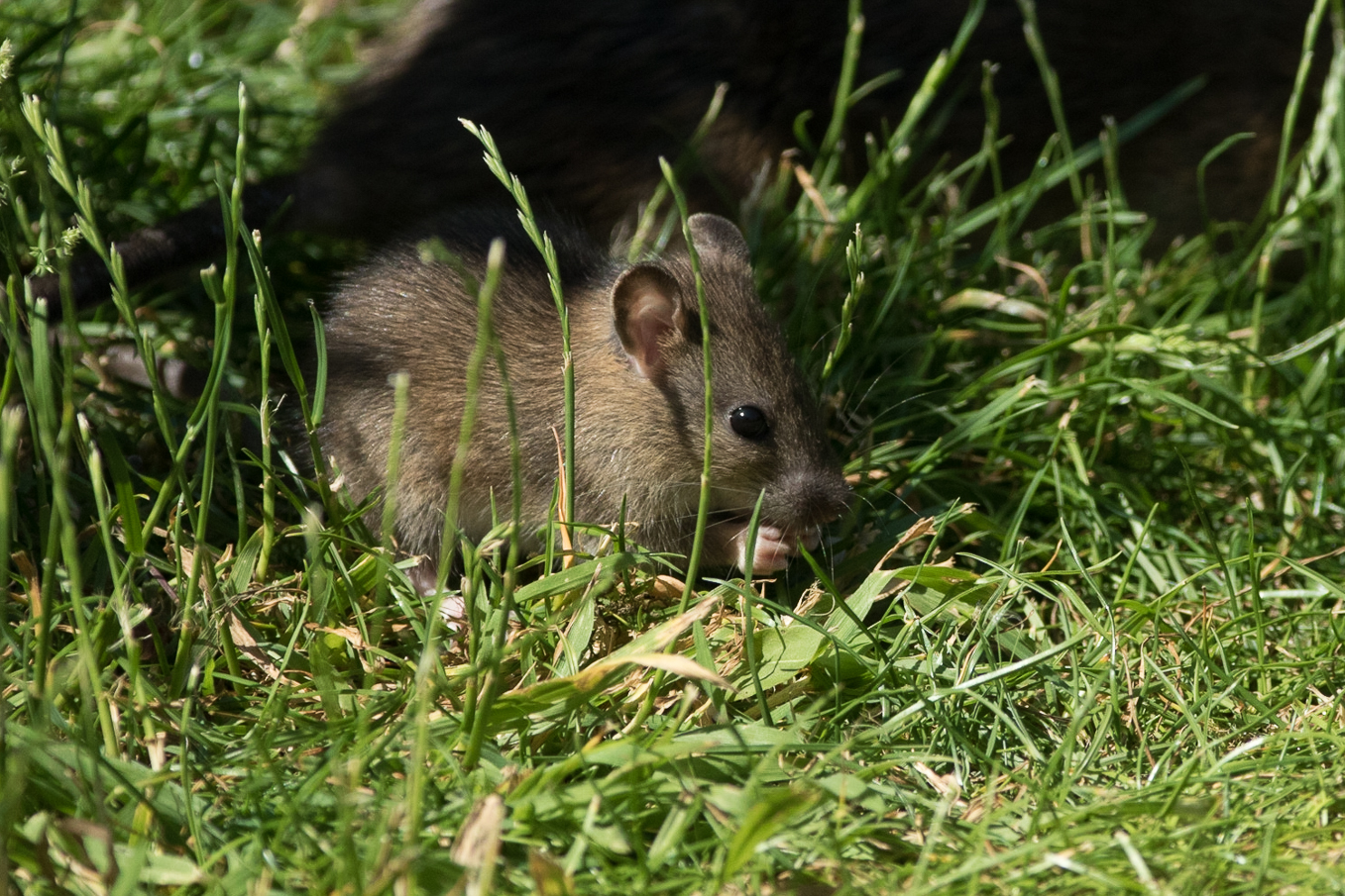 Mouse, vole or rat? - All Things 