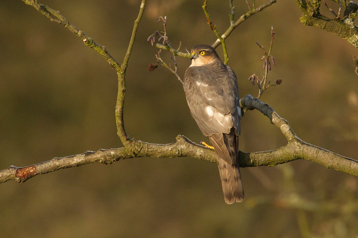 Discover five of the UK's commonly seen birds of prey & how to