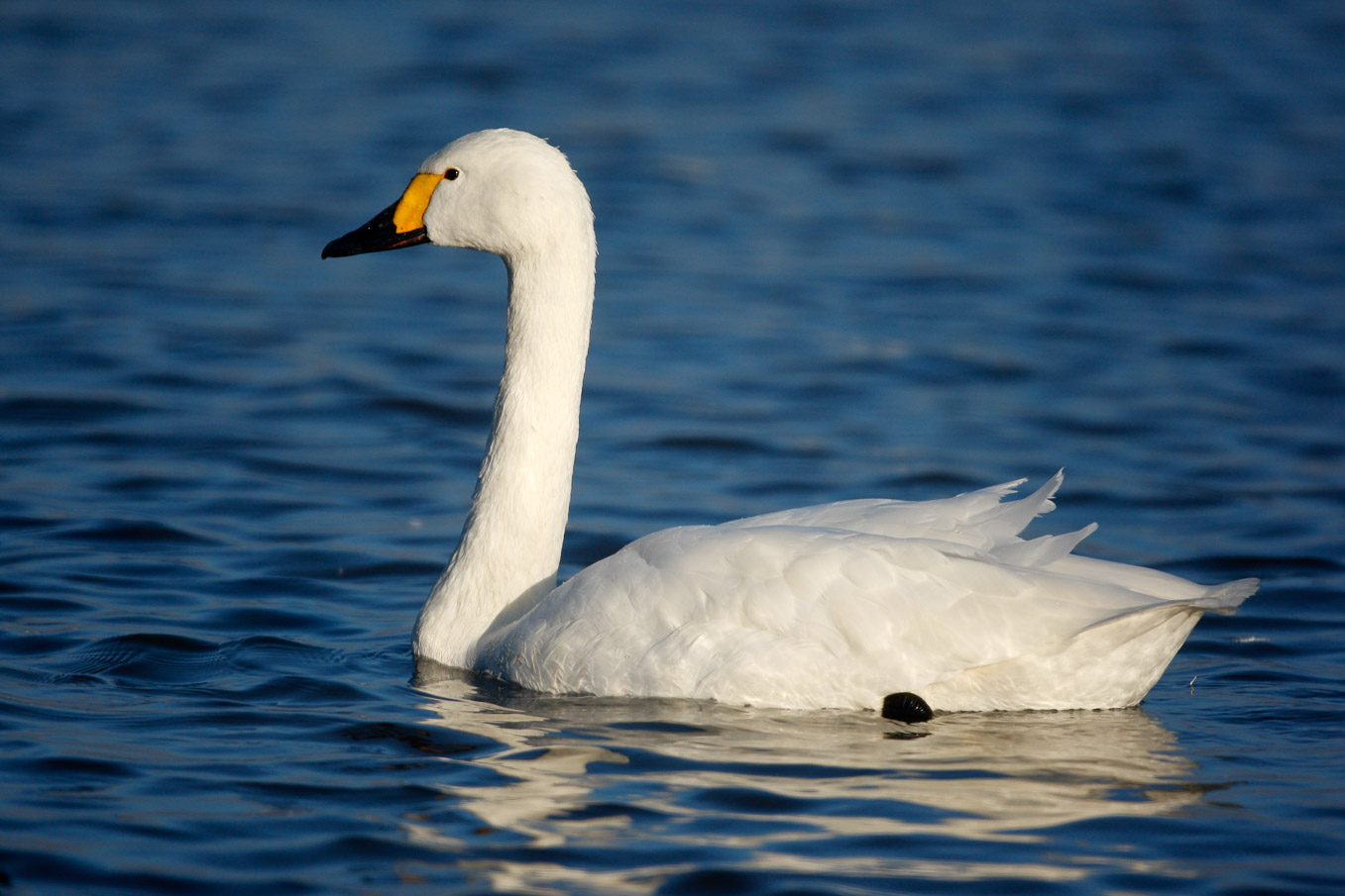 Bewick swan 1