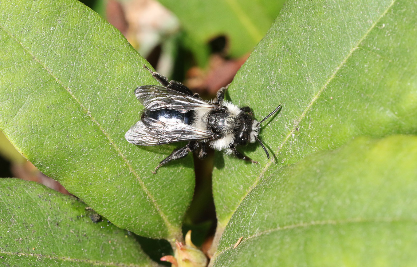 Female Andrena Cineraria 