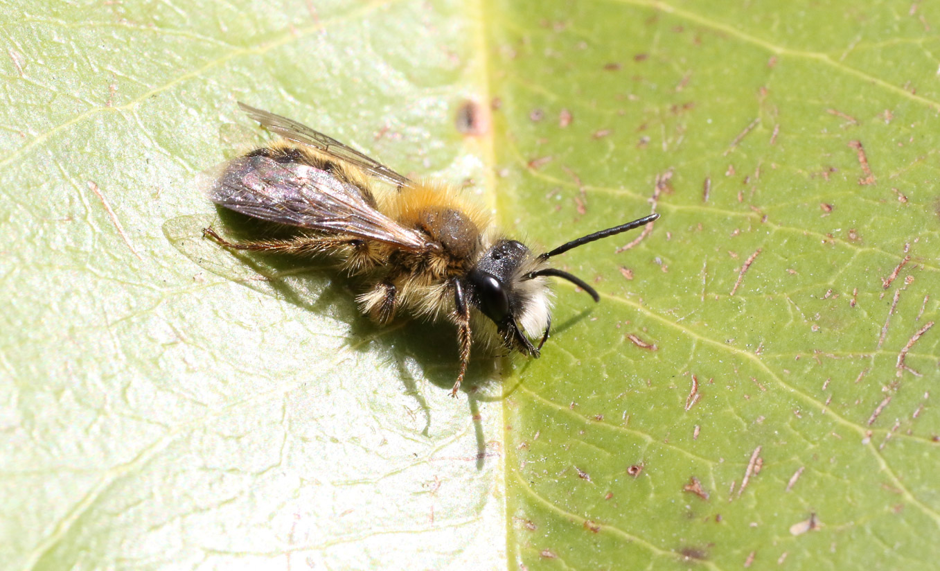 Male Andrena Fulva 