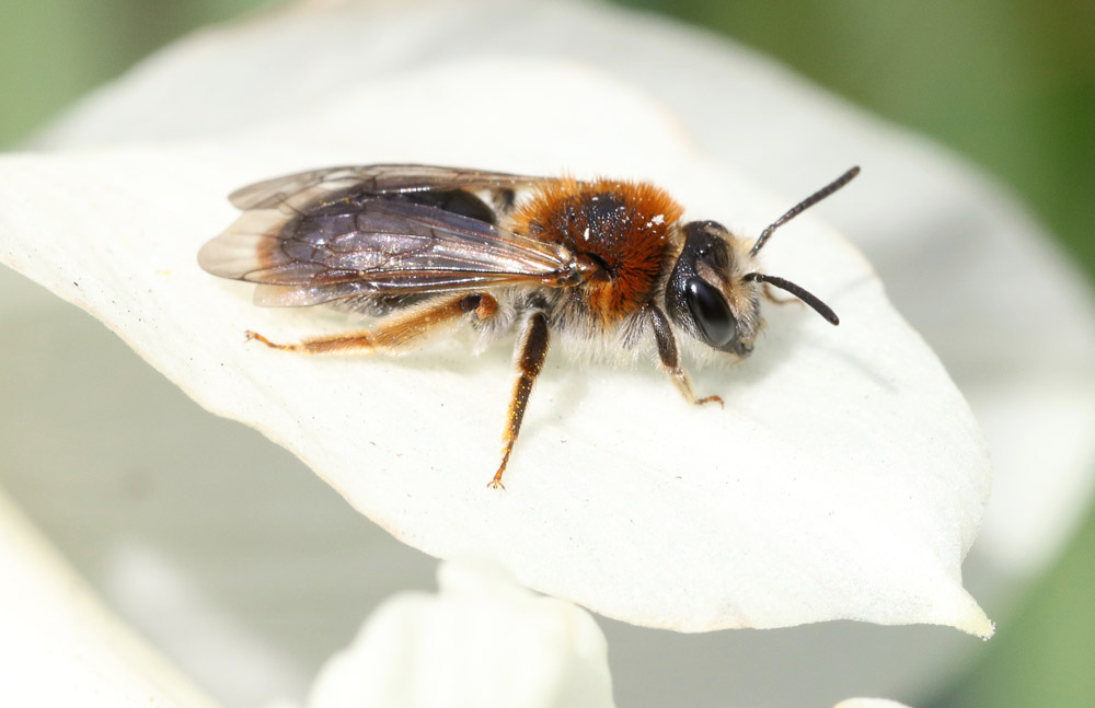 A photo guide to springtime solitary bees