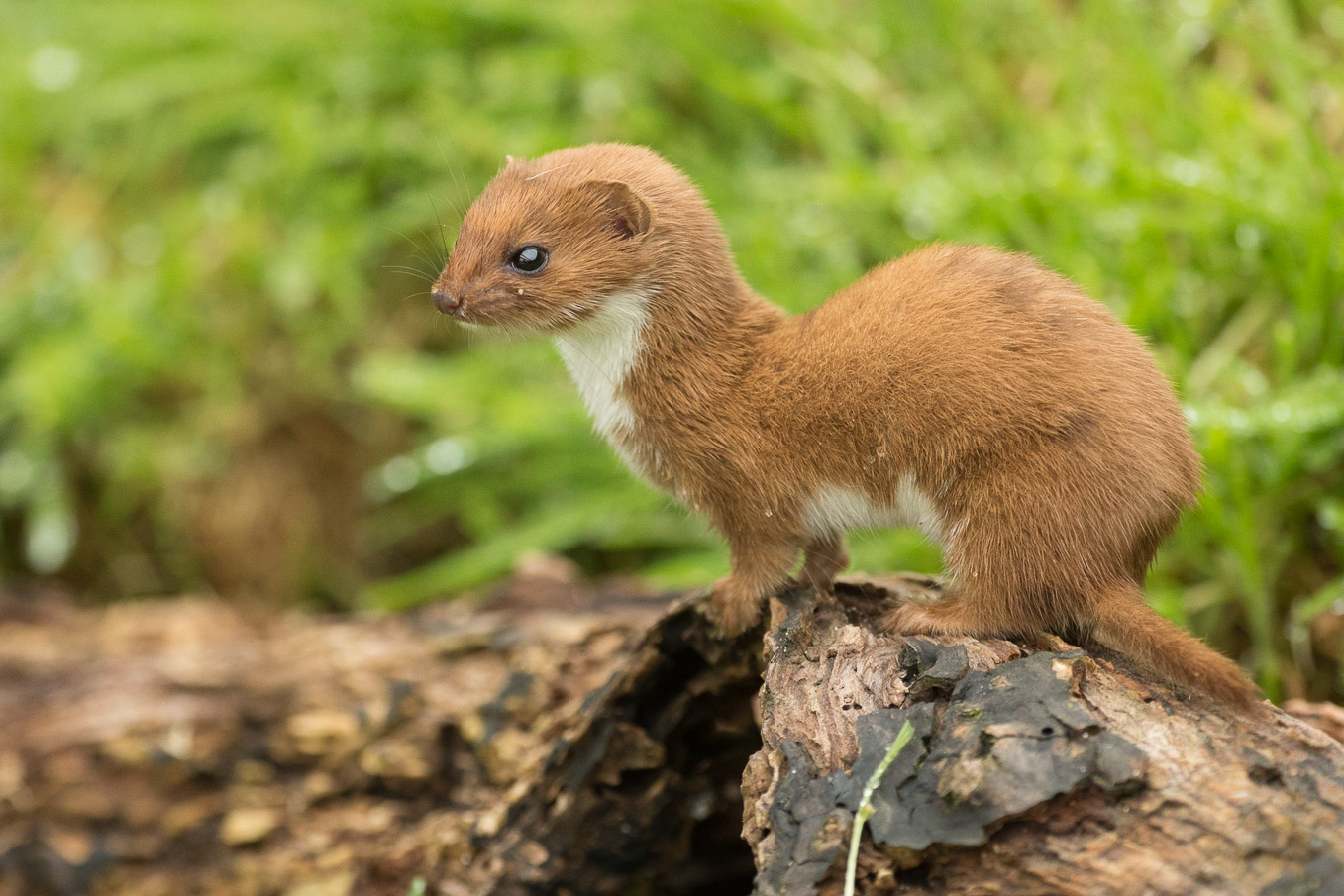Brown Weasel Uk Brown Weasel Uk
