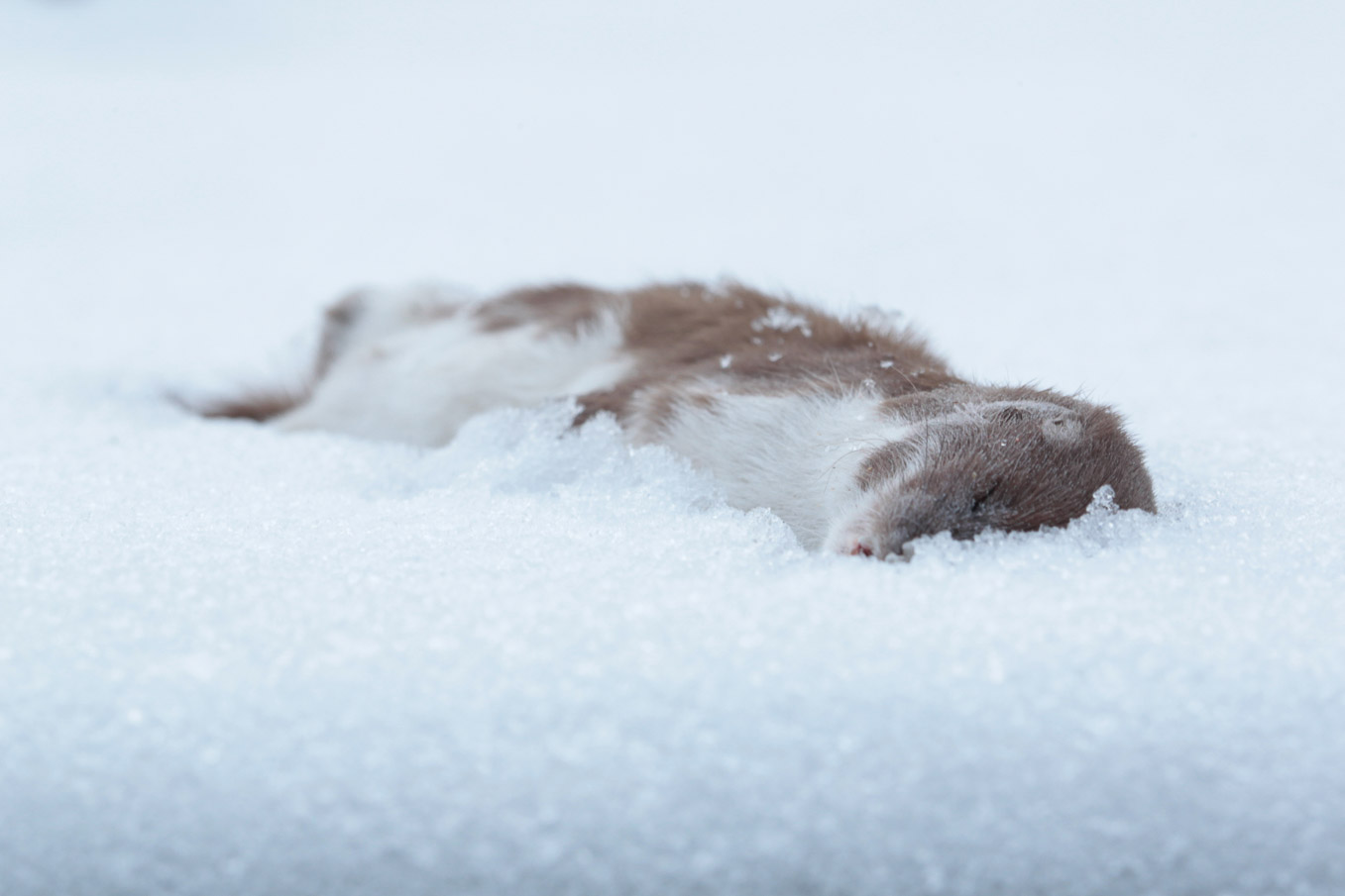 Weasel In Snow