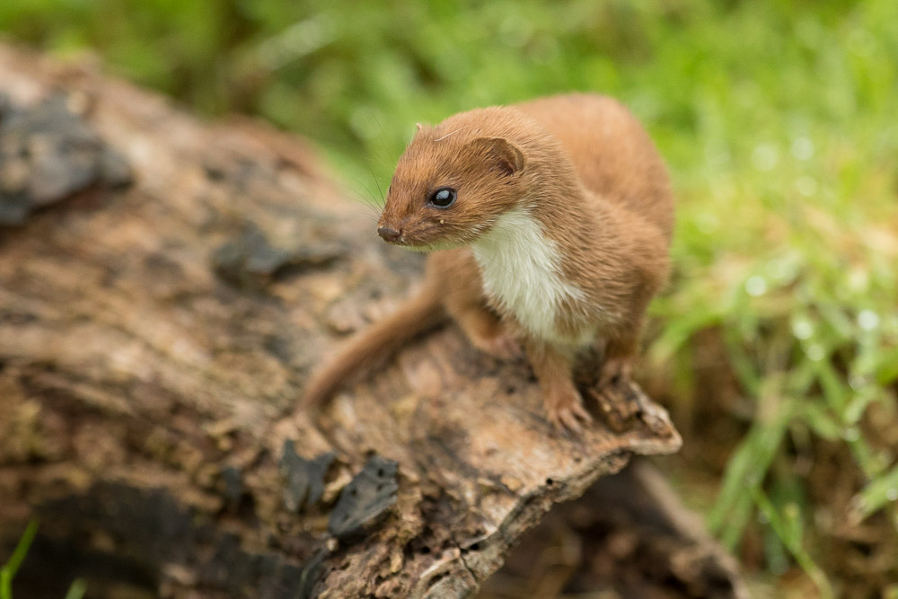 Stoats and weasels; which is which and how to see them