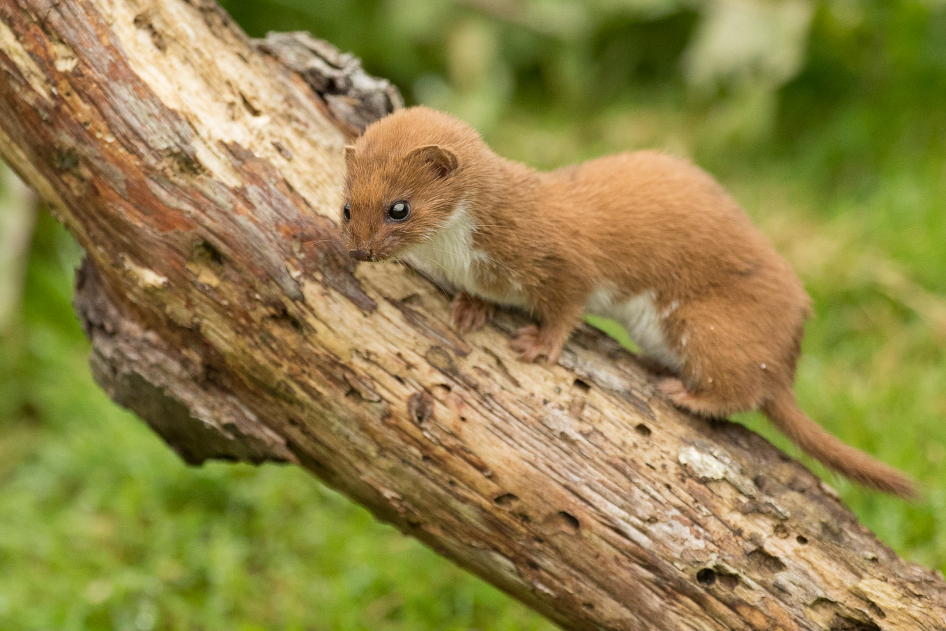 Weasel On Branch