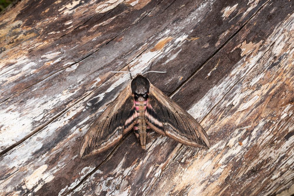 More on building a better moth trap