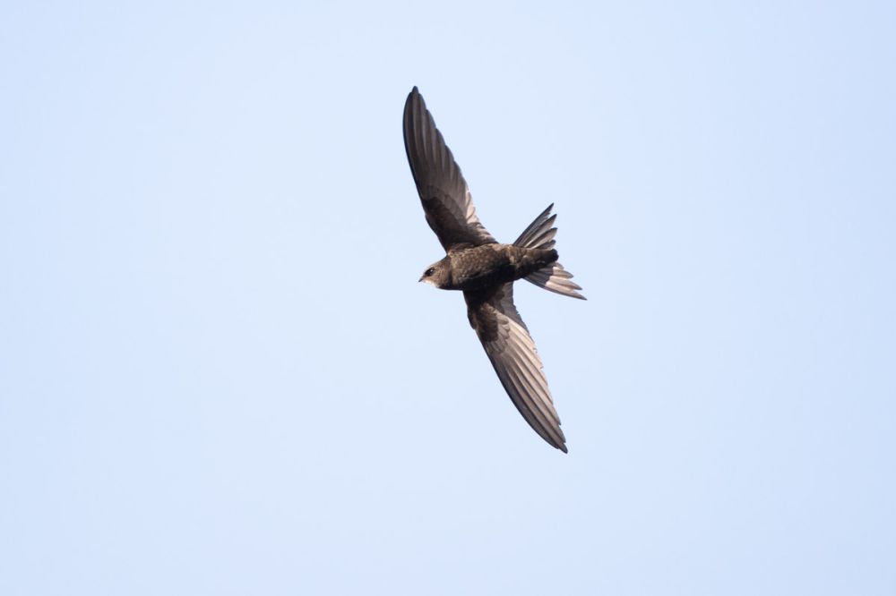 swift flying in sky