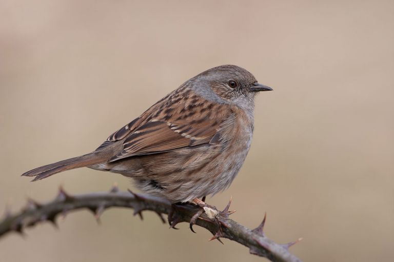 Bird identification, when, where, how and then what? - All Things ...