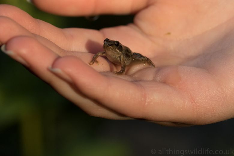 froglet in hand