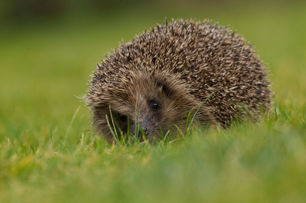 hedgehog