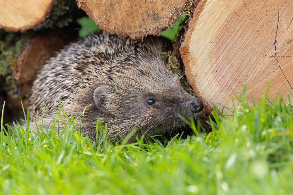 hedgehog looking for food