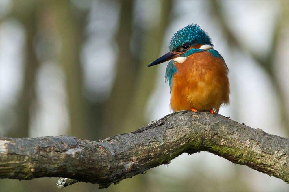 seeing kingfishers