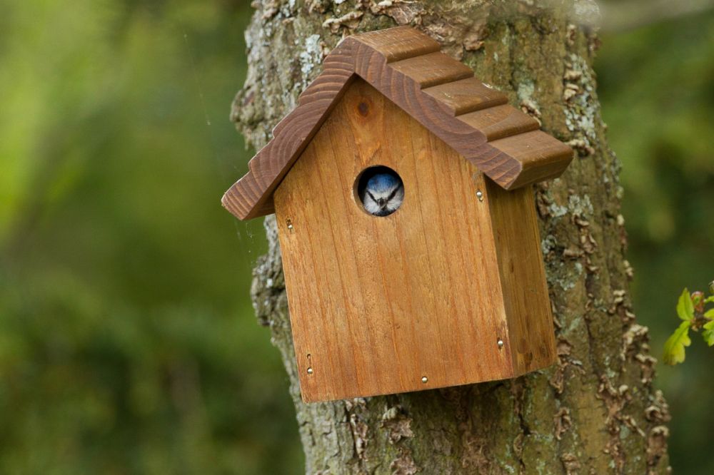 Do Sparrows Use Nest Boxes