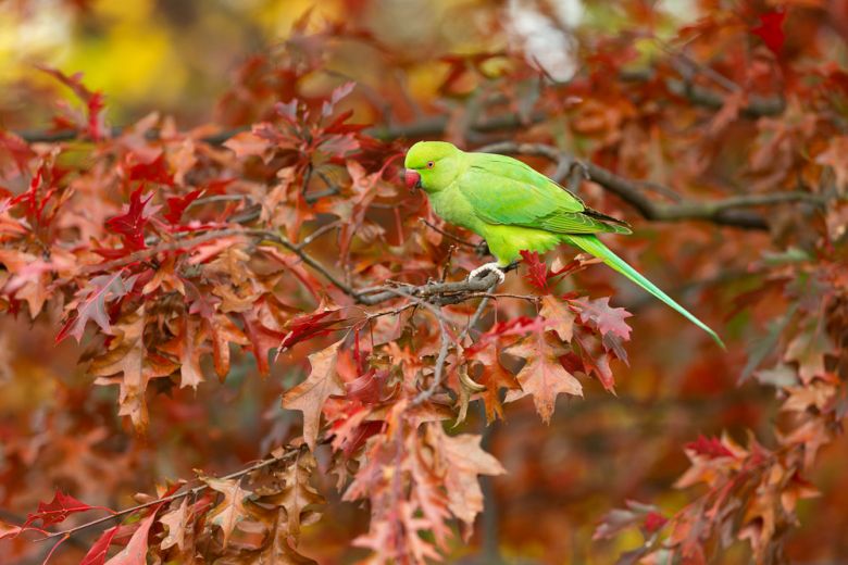 ring necked parakeet