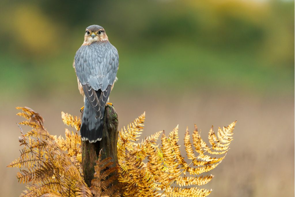 Creative Props for Bird of Prey Workshops - All Things Wildlife.co.uk