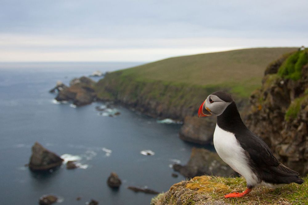 How and where to see puffins in the UK All Things Wildlife.co.uk