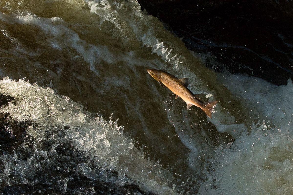 How I got the shot….leaping salmon at Buchanty Spout All Things Wildlife.co.uk